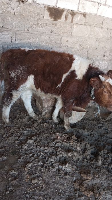 Еркек басбак саттыл