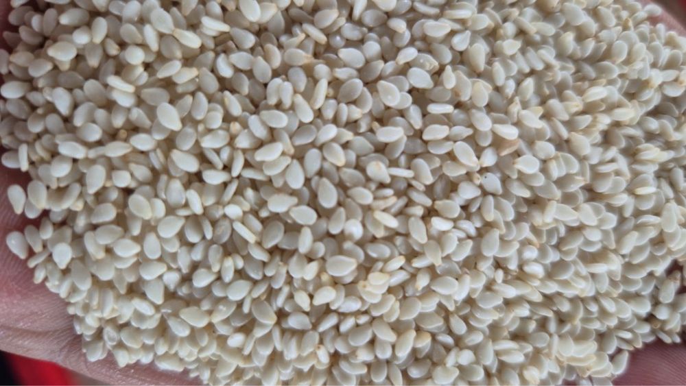 Оқ кунжут (Покистон)