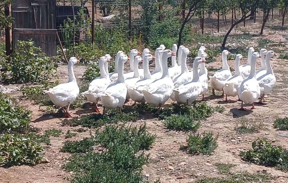 Vând gâște de țară