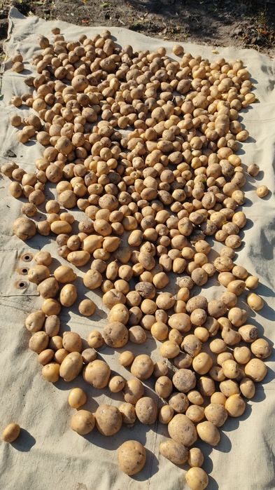 Картофель дачный.