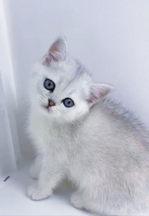 кОшечКа и коТик БриТансКие