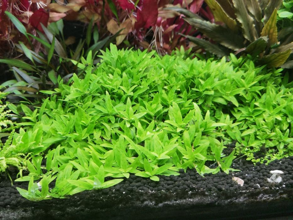 Lampi led acvariu jbl solar natur + solar effect