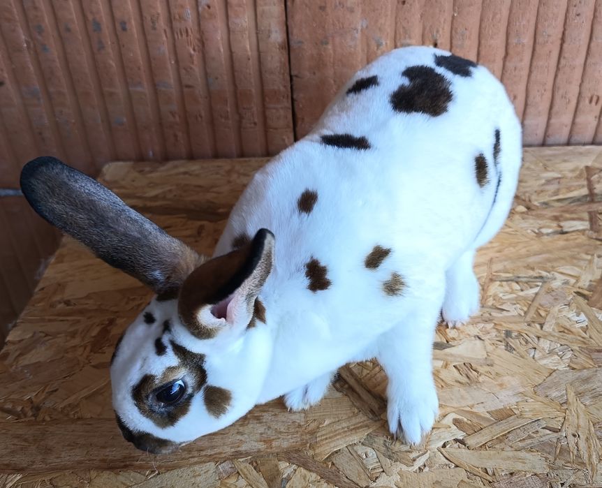 Iepure Rex femelă