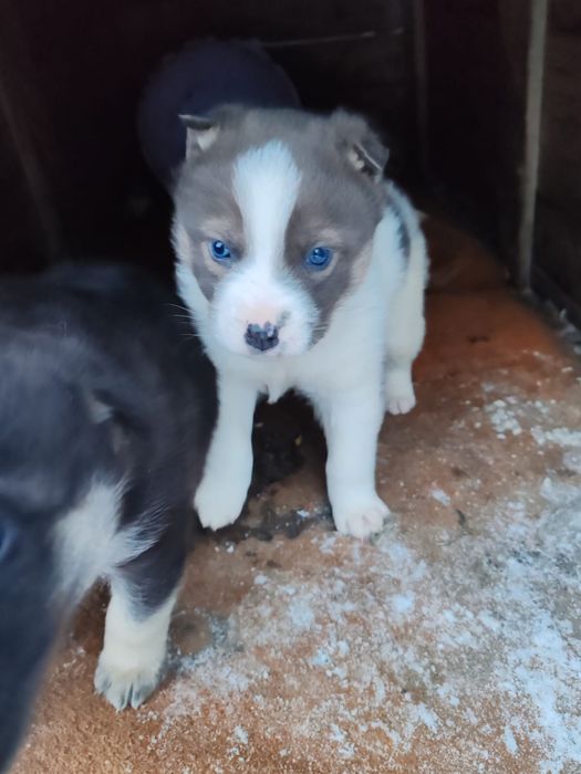 Отдам щенков девочки