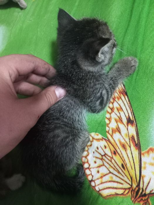 Отдам котят бесплатно