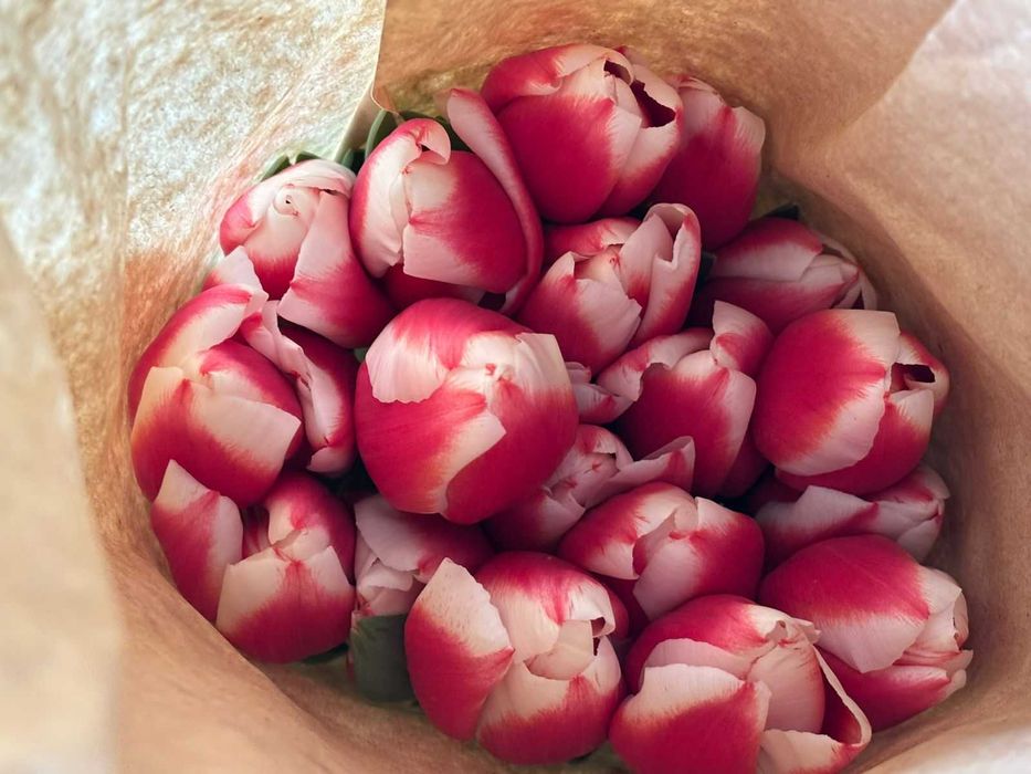 Тюльпаны оптом и в розницу