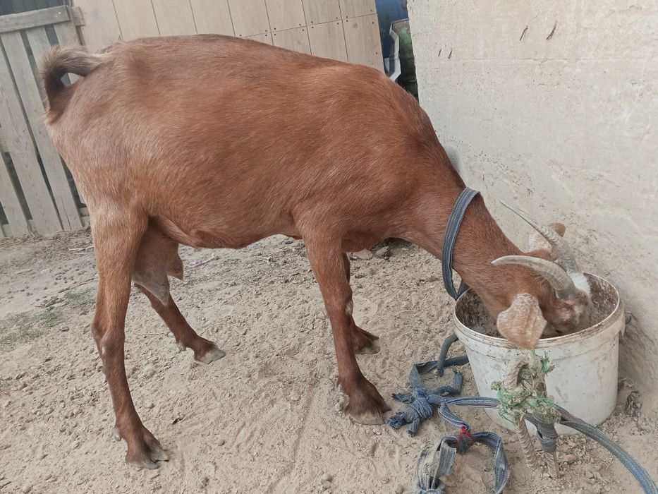 Ешкі сатылады лағымен