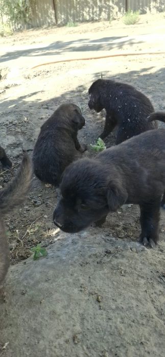 Щенки продается за низким ценам,