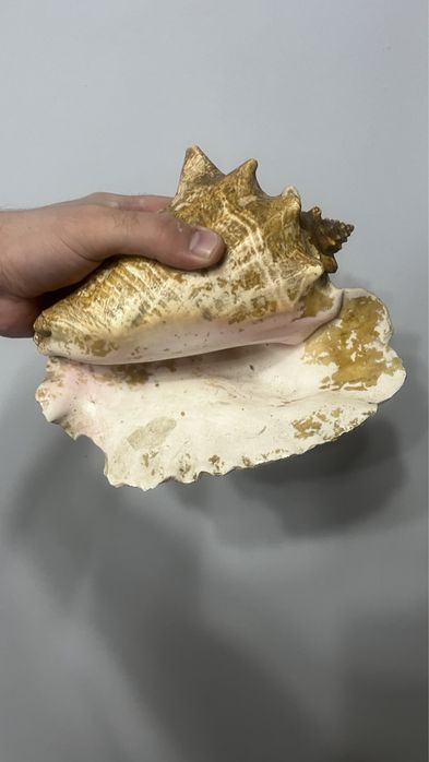 Огромна морска раковина 26 см