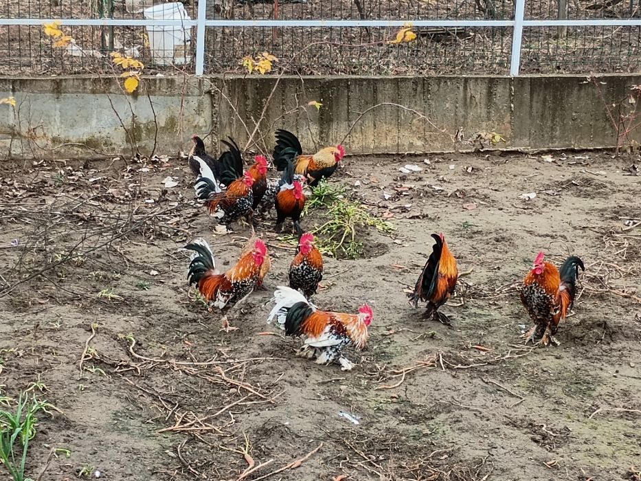 Vând cocosi mix cu mii de flori din martie