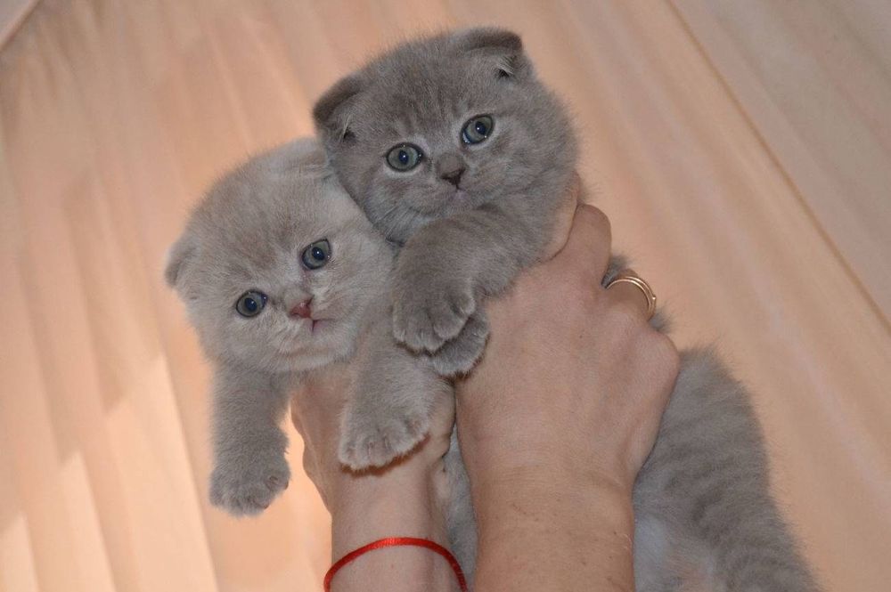 Шотландские малыши фолды