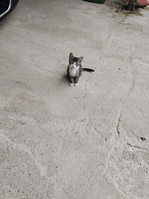 Donez pui de pisica