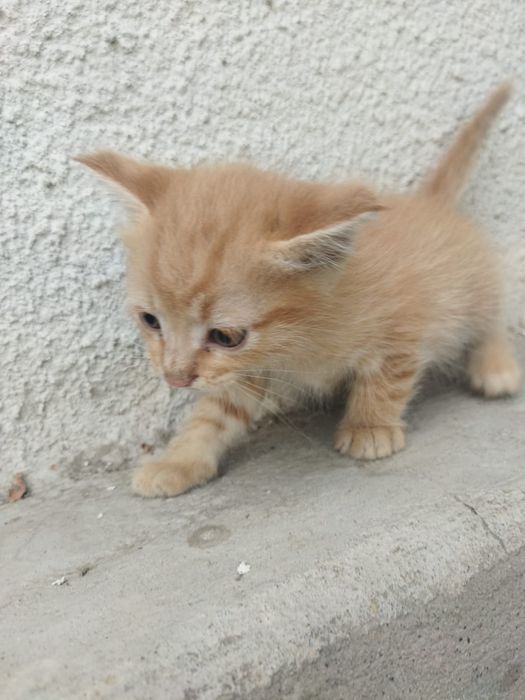 Котята г.Шу бесплатно