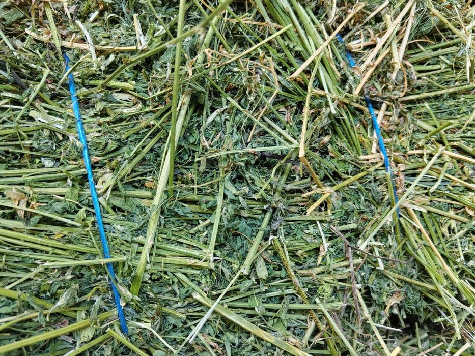 Baloti lucerna dreptunghilari