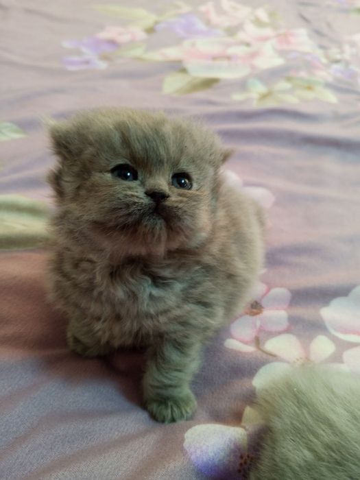 шотландские котята