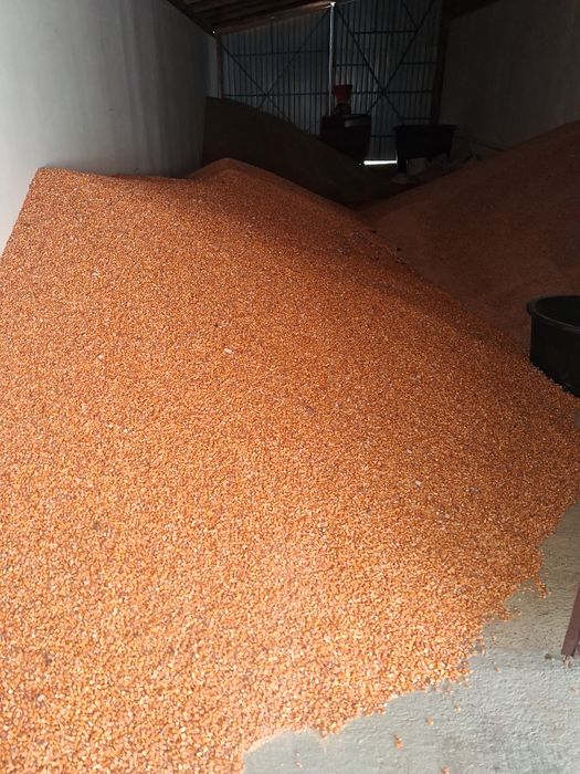 Porumb boabe de vânzare