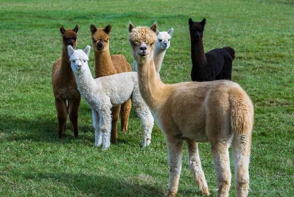 Vând Alpaca prietenoase cu copii