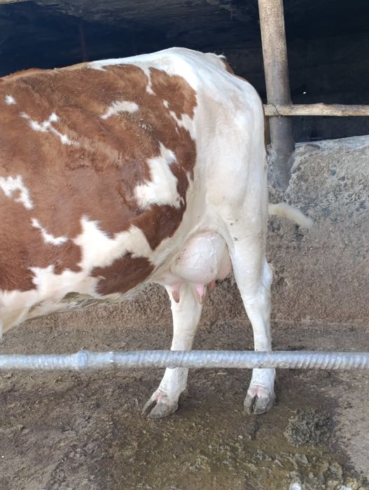 Semental sigir sotiladi