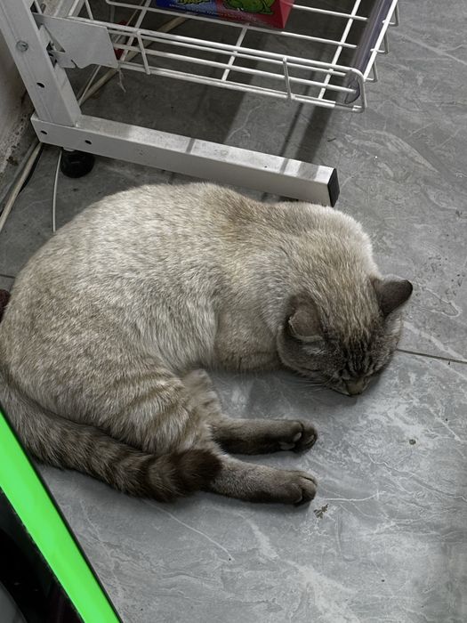 Кот ищет дом, очень добрый и ласковый