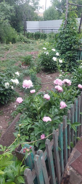 Цветы пионов. Белые и розовые.