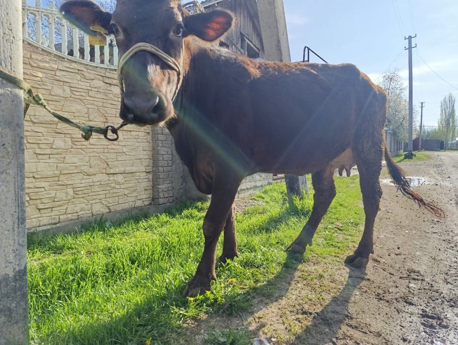 Сиыр бұзауымен сатылады