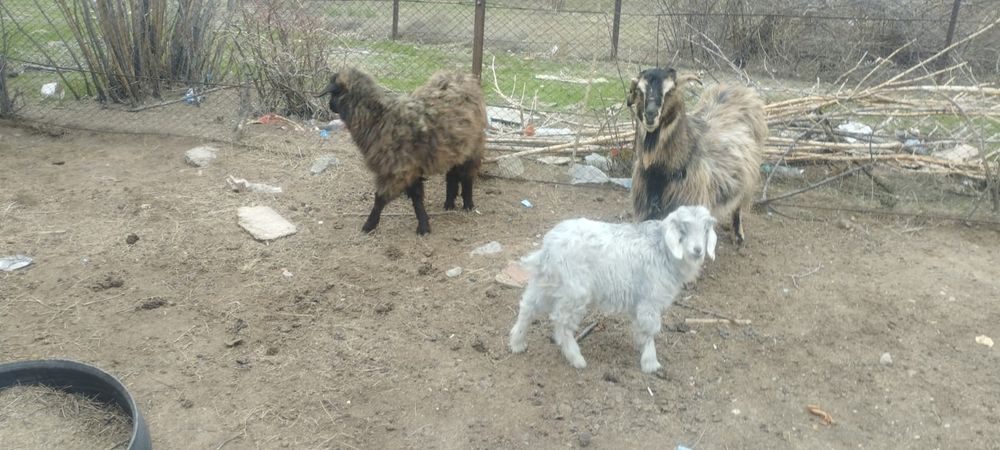 Ешкі лақ сатылады