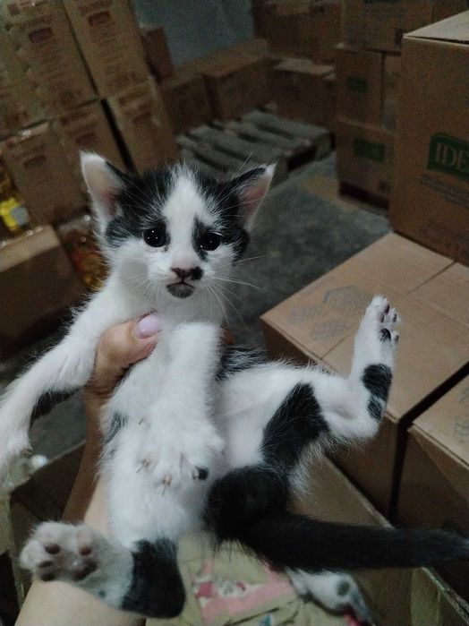 Красивые Котята 1 месяц