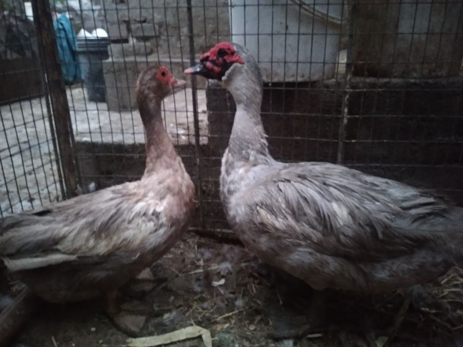 Индоутка (янги Германия линия жужалари)