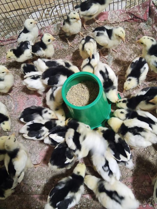 Цыплята австралорп мраморны