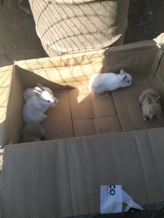 Disponibil Rex pitic,Rex, cap de leu pui mai multe culori