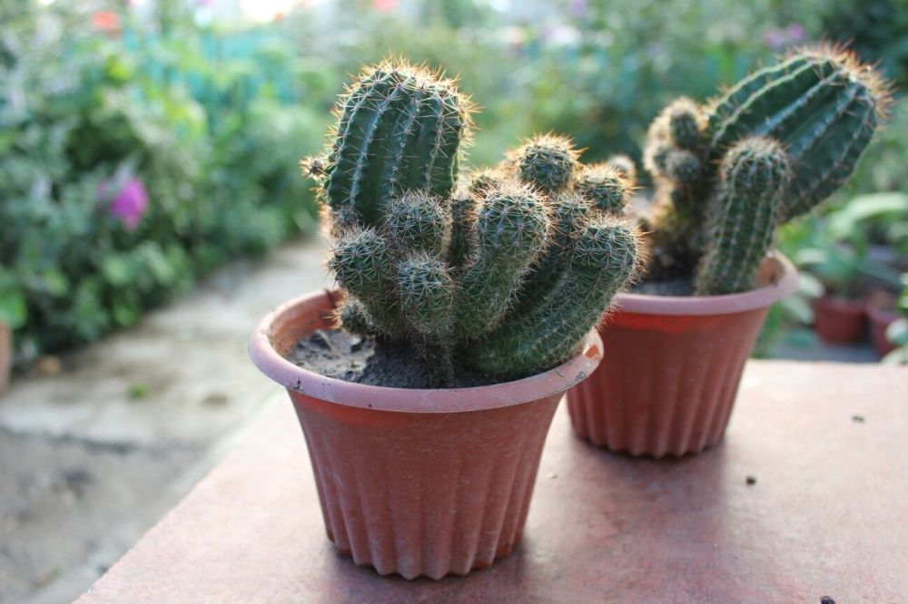 Продам цветы кактус...