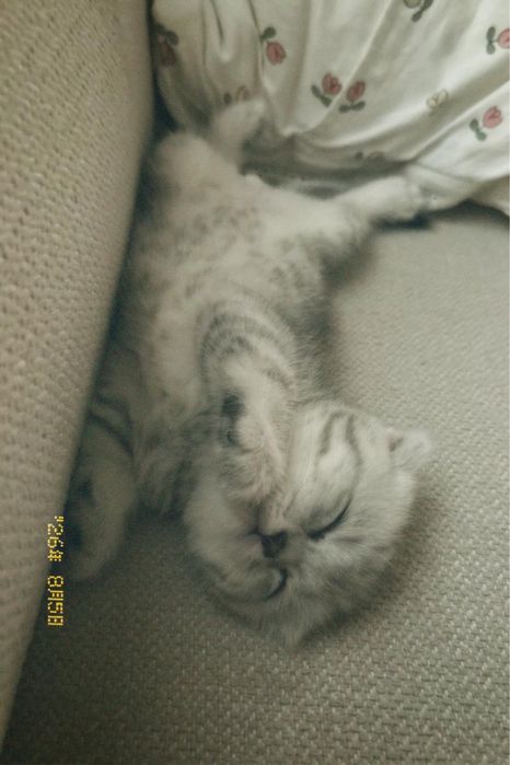 Британский вислоухий котенок