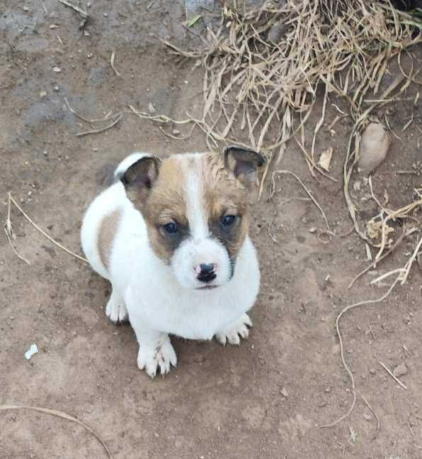 Малки кученца - джак ръсел