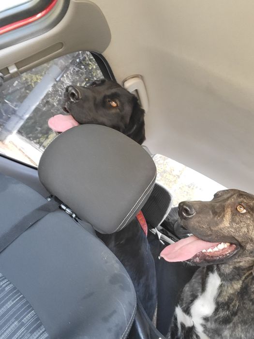 Transport animale domestice NON-STOP