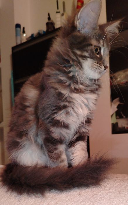 Baitel,rasa pura Maine Coon
