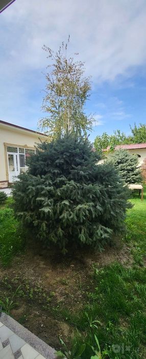 Ель голубая. (колючая)