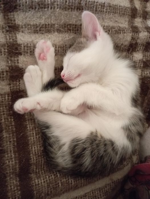 Отдам котика. Мальчик.