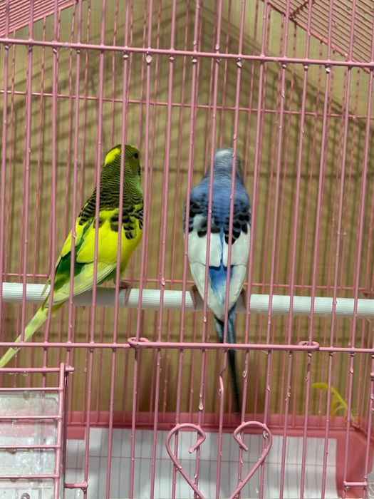 Продам попугаев  мальчик и девочка