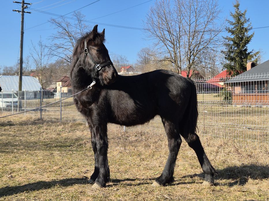 Vând/ schimb Mânz Frizian metis