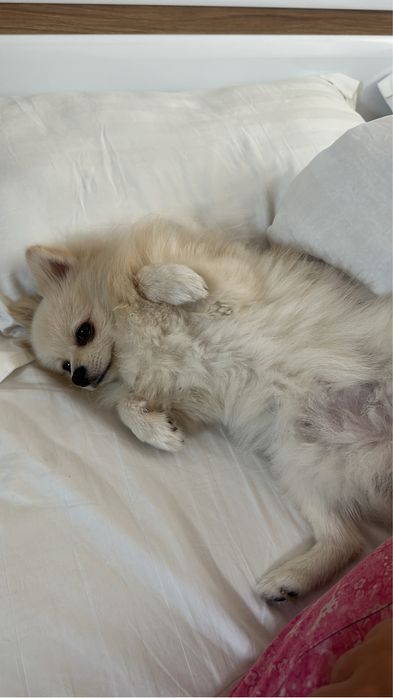 Померанский шпиц для вязки самец