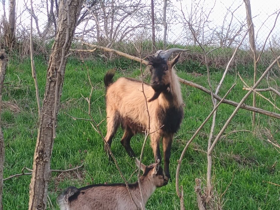 Vând țap alpin francez