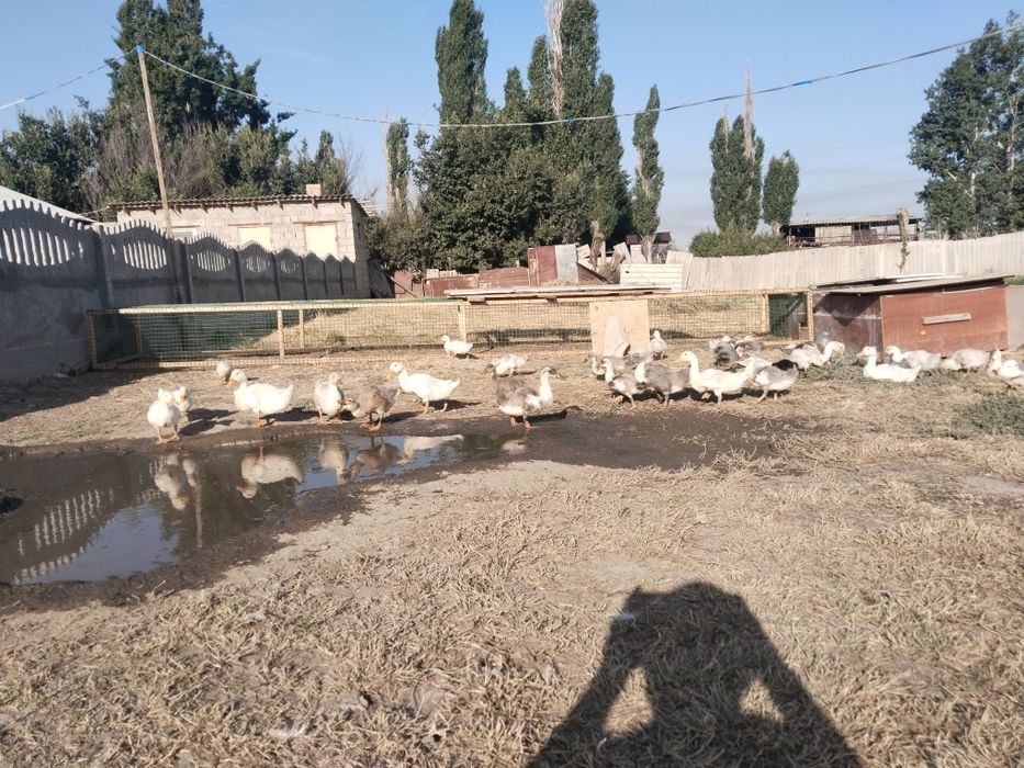 Үйрек палапандары сатылады