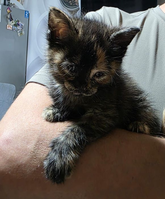 Котёнок 3ех цветка