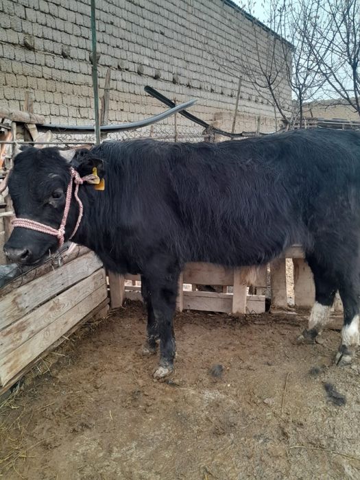 Бұқа 1 жасар өгіз