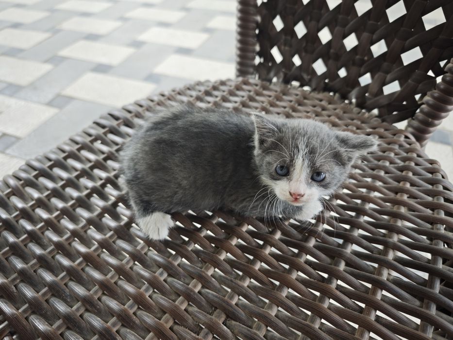 Котята бесплатно