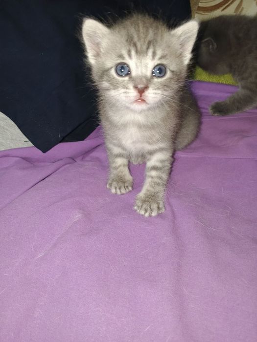 Срочно продам котята породы Scottish fold и Scottish street ..