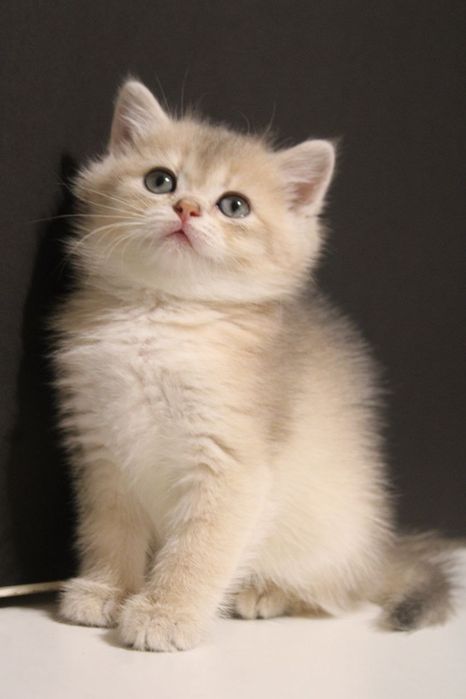 Скоттиш страйт , девочки