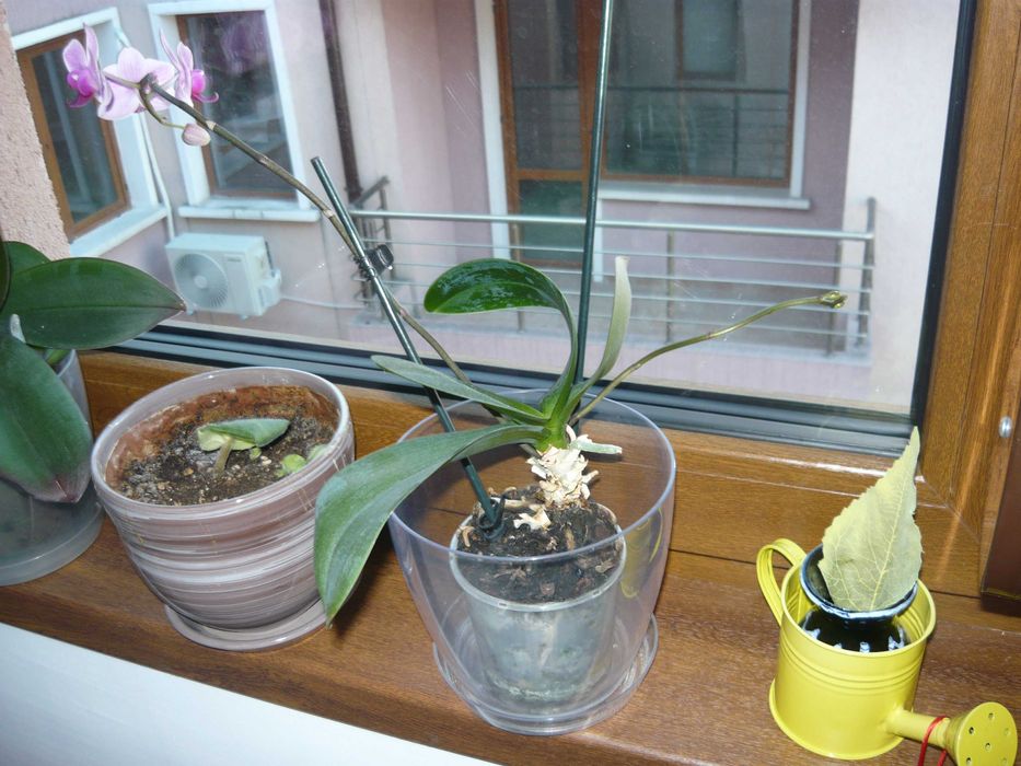 фотоапарат Panasonic LS80 - 8.1 MPx