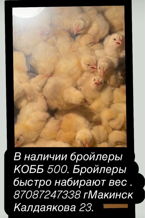В продаже бройлер суточный