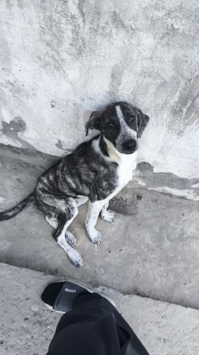 Отдам собаку в хорошие руки
